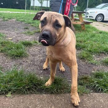 Rhino - SH 8/17 -  Mixed Breed Dog for Adoption in Huntington, West Virginia - Rhino - SH 8/17 | PetCurious