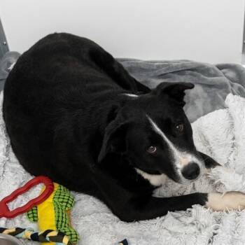 Labrador Retriever Dogs Available for Adoption in South Elgin, Illinois - Miley | PetCurious