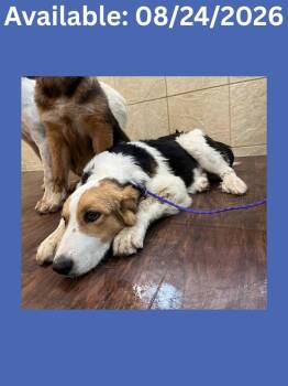 Dog Kennel #34 -  Great Pyrenees and Mixed Breed Dog for Adoption in Greenville, Texas - Dog Kennel #34 | PetCurious
