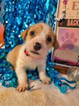 Betty -  Terrier Dog for Adoption in Wake Forest, North Carolina - Betty | PetCurious