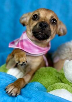 Rescue Chihuahua Dogs for Adoption in Hondo, Texas - Penelope - Tiny Chihuahua Girl | PetCurious