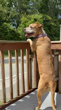 Rescue Pit Bull Terrier Dogs for Adoption in Stahlstown, Pennsylvania - Princess | PetCurious