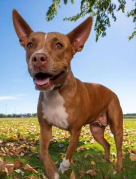 Pit Bull Terrier and Basenji Dogs Available for Adoption - COOKIE - GOOD TIME GIRL! | PetCurious