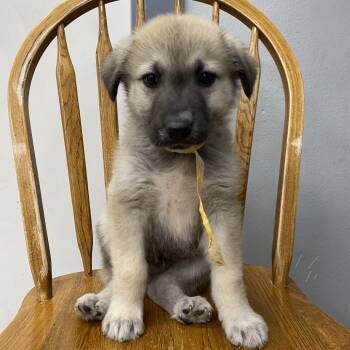 Rescue Great Pyrenees and Mixed Breed Dogs for Adoption in Spokane, Washington - Cocktail | PetCurious