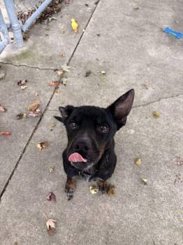 Autumn -  Mixed Breed Dog for Adoption in Bowling Green, Ohio - Autumn | PetCurious