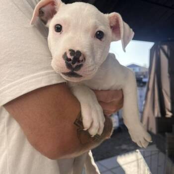 Ghost -  Staffordshire Bull Terrier Dog for Adoption in Lodi, California - Ghost | PetCurious