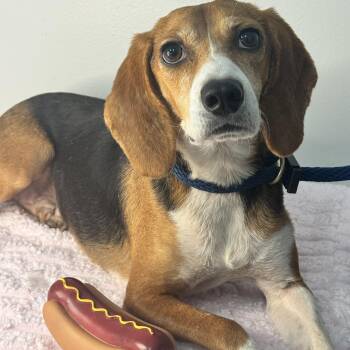 Trixie -  Beagle Dog for Adoption in Meherrin, Virginia - Trixie | PetCurious