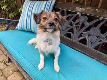 Papillon and Terrier Dogs Available for Adoption in Santa Clara, California - Max | PetCurious