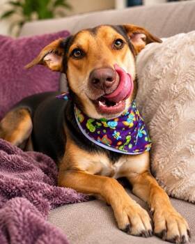Amber, a.k.a Amberina Ballerina -  German Shepherd Dog and Australian Kelpie Dog for Adoption in Houston, Texas - Amber, A.k.a Amberina Ballerina | PetCurious
