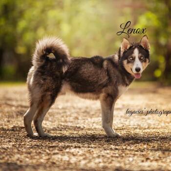 Lenox -  Siberian Husky Dog for Adoption in Pekin, Illinois - Lenox | PetCurious