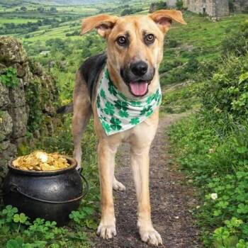 German Shepherd Dog Dogs Available for Adoption - DUKE NEEDS FOSTER OR ADOPTER  | PetCurious