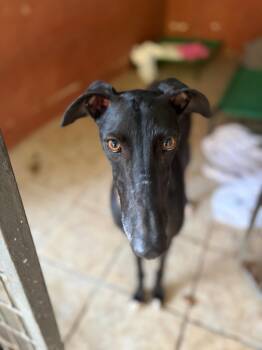 Solfa -  Galgo Spanish Greyhound Dog for Adoption in Winter Park, Florida - Solfa | PetCurious