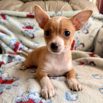 Peanut -  Chihuahua Dog for Adoption in Modesto, California - Peanut | PetCurious
