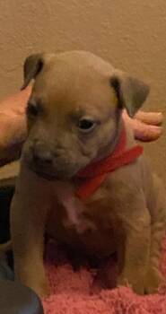 Mario -  Mixed Breed Dog for Adoption in Ocala, Florida - Mario | PetCurious