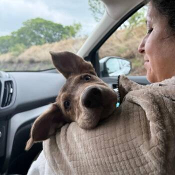 Canelo -  Labrador Retriever and Shepherd Dog for Adoption in Sonoma, California - Canelo | PetCurious