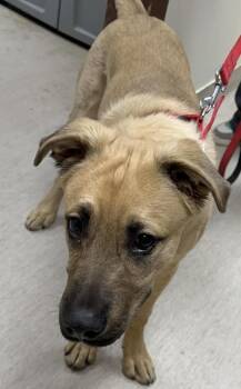 Mixed Breed Dogs Available for Adoption in Gary, Indiana - Niko | PetCurious