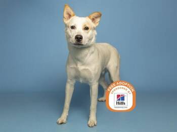 GUERO -  German Shepherd Dog and Husky Dog for Adoption in Phoenix, Arizona - GUERO | PetCurious