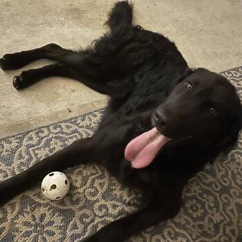 Bo (Benefactor Dog) -  Flat Coated Retriever Dog for Adoption in New Orleans, Louisiana - Bo (Benefactor Dog) | PetCurious