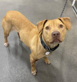 Pit Bull Terrier Dogs Available for Adoption - COCO | PetCurious