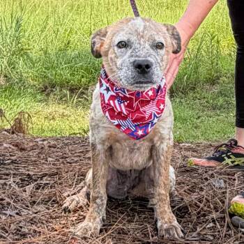 Groot -  Cattle Dog and Jack Russell Terrier Dog for Adoption in New Orleans, Louisiana - Groot | PetCurious