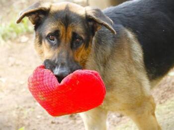 DUKE -  German Shepherd Dog and Mixed Breed Dog for Adoption in Tallahassee, Florida - DUKE | PetCurious