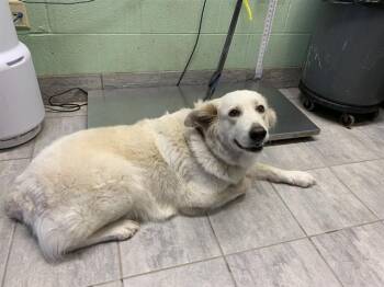 CHELA -  Great Pyrenees and Mixed Breed Dog for Adoption in Grand Prairie, Texas - CHELA | PetCurious