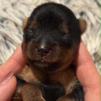 Atticus -  Yorkshire Terrier Dog for Adoption in Houston, Texas - Atticus | PetCurious