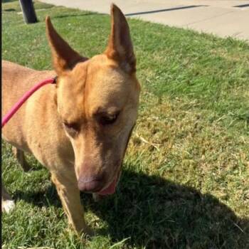 Ruby Doobie Doo -  Terrier Dog for Adoption in Dallas, Texas - Ruby Doobie Doo | PetCurious
