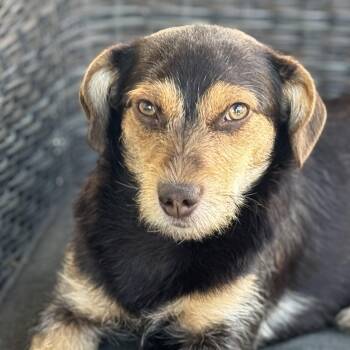 Wirehaired Terrier and Terrier Dogs Available for Adoption in Ridgefield, Washington - Mr. Gentle Curly | PetCurious