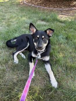 Riggs -  Mixed Breed Dog for Adoption in Sioux Falls, South Dakota - Riggs | PetCurious