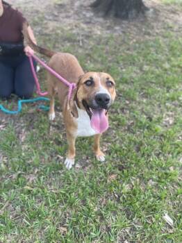Rescue Coonhound Dogs for Adoption in Spring, Texas - Rosey | PetCurious