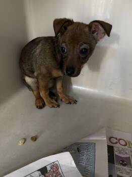 Rescue Chihuahua and Dachshund Dogs for Adoption in Las Vegas, Nevada - PRECIOUS | PetCurious