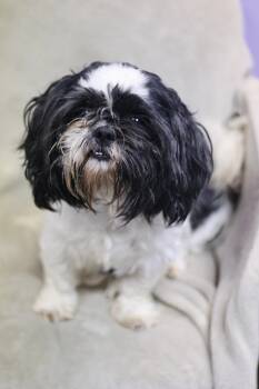 Alfie in NH. Come Meet our Adoptable Dogs Wednesday-Saturday. Mo -  Shih Tzu Dog for Adoption in Manchester, New Hampshire - Alfie In NH. Come Meet Our Adoptable Dogs Wednesday-Saturday. Mo | PetCurious