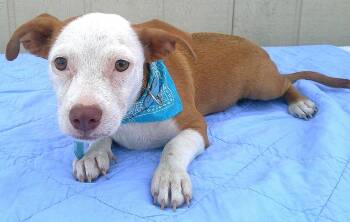 major -  Dachshund and Beagle Dog for Adoption in Olympia, Washington - Major | PetCurious