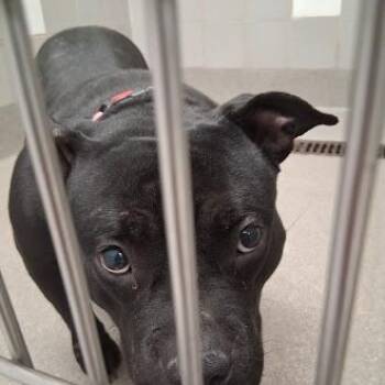 Pit Bull Terrier Dogs Available for Adoption - MERCURY MOON | PetCurious