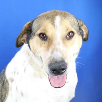 Rescue Hound Dogs for Adoption in Tupelo, Mississippi - Opal - 062705T | PetCurious
