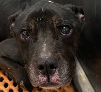 Mixed Breed Dogs Available for Adoption in Henderson, North Carolina - Carl | PetCurious