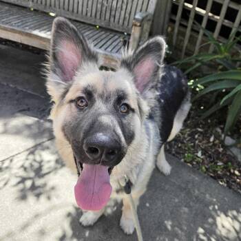 Bear -  German Shepherd Dog and Dutch Shepherd Dog for Adoption in Pacifica, California - Bear | PetCurious