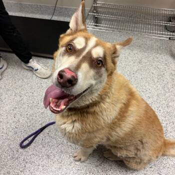 Luke -  Husky and German Shepherd Dog Dog for Adoption in Reno, Nevada - Luke | PetCurious
