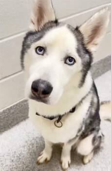 FENRIS -  Siberian Husky Dog for Adoption in Houston, Texas - FENRIS | PetCurious