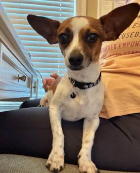 Leo -  Dachshund Dog for Adoption in Blue Springs, Missouri - Leo | PetCurious