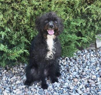 Dazzling Lil Ms Dolly Poodle Dances the Hula -  Poodle Dog for Adoption in North Valley, New Mexico - Dazzling Lil Ms Dolly Poodle Dances The Hula | PetCurious