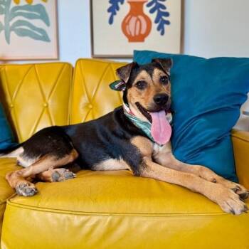 Sashimi Roll Folded Ear Fun -  German Shepherd Dog and Black Mouth Cur Dog for Adoption in Friendswood, Texas - Sashimi Roll Folded Ear Fun | PetCurious