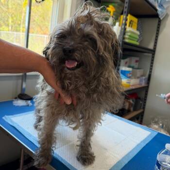 Male 8 - Reach Rescue -  Miniature Schnauzer Dog for Adoption in Hohenwald, Tennessee - Male 8 - Reach Rescue | PetCurious