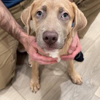 Rescue Mixed Breed Dogs for Adoption in Blacksburg, Virginia - Sadie | PetCurious