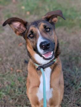 Rescue Hound Dogs for Adoption in Lafayette Township, New Jersey - Coco | PetCurious