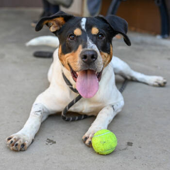 Rescue Mixed Breed Dogs for Adoption in Chamblee, Georgia - Treatster | PetCurious