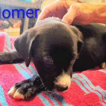 Homer -  Mixed Breed Dog Available for Adoption in Walker, Michigan - Homer | PetCurious