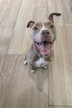 Charley -  Pit Bull Terrier Dog for Adoption in Dickson, Tennessee - Charley | PetCurious