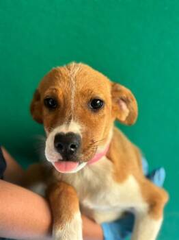 A256295 -  Australian Cattle Dog Blue Heeler and Mixed Breed Dog for Adoption in Visalia, California - A256295 | PetCurious